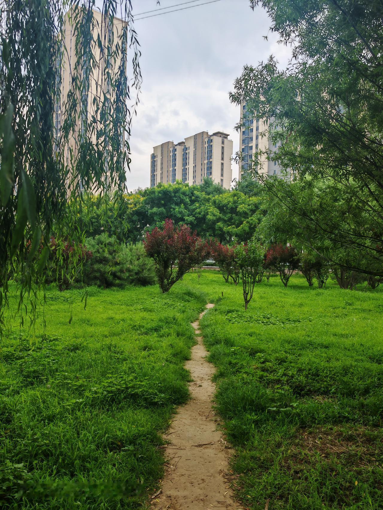 分享一下你随手拍下的照片林中小路