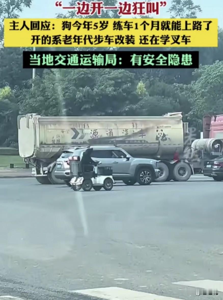 世界之大，无奇不有!
很多驾照在手的人类都被誉为马路杀手!
现如今狗都开车上路了