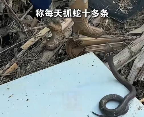 “抓蛇第一人！”7月27日，广西南宁一哥们儿天天上演“蛇口夺人”，一天抓十几条毒