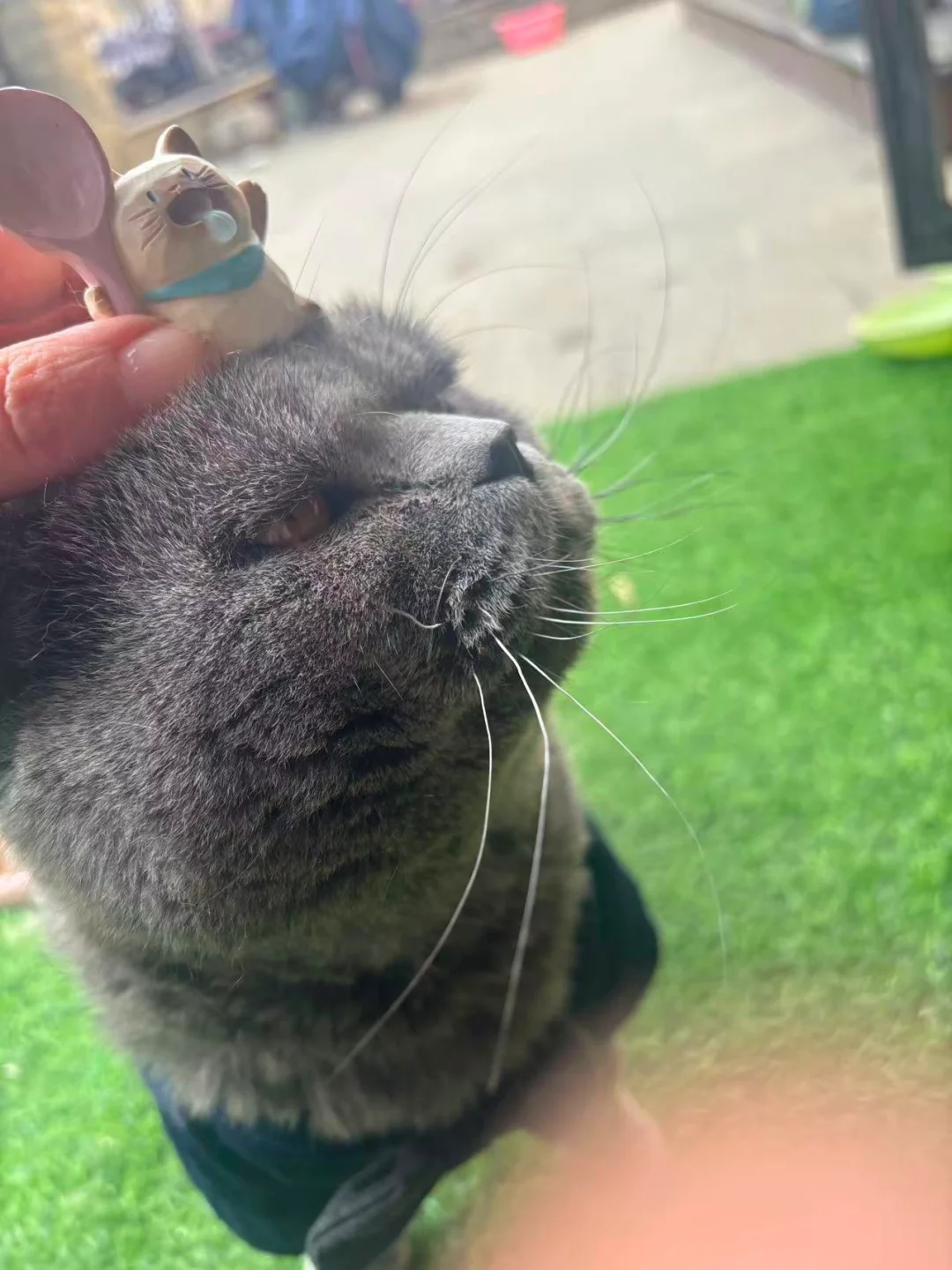 买个小咪盲盒 哥给你看果照，都不白来哦