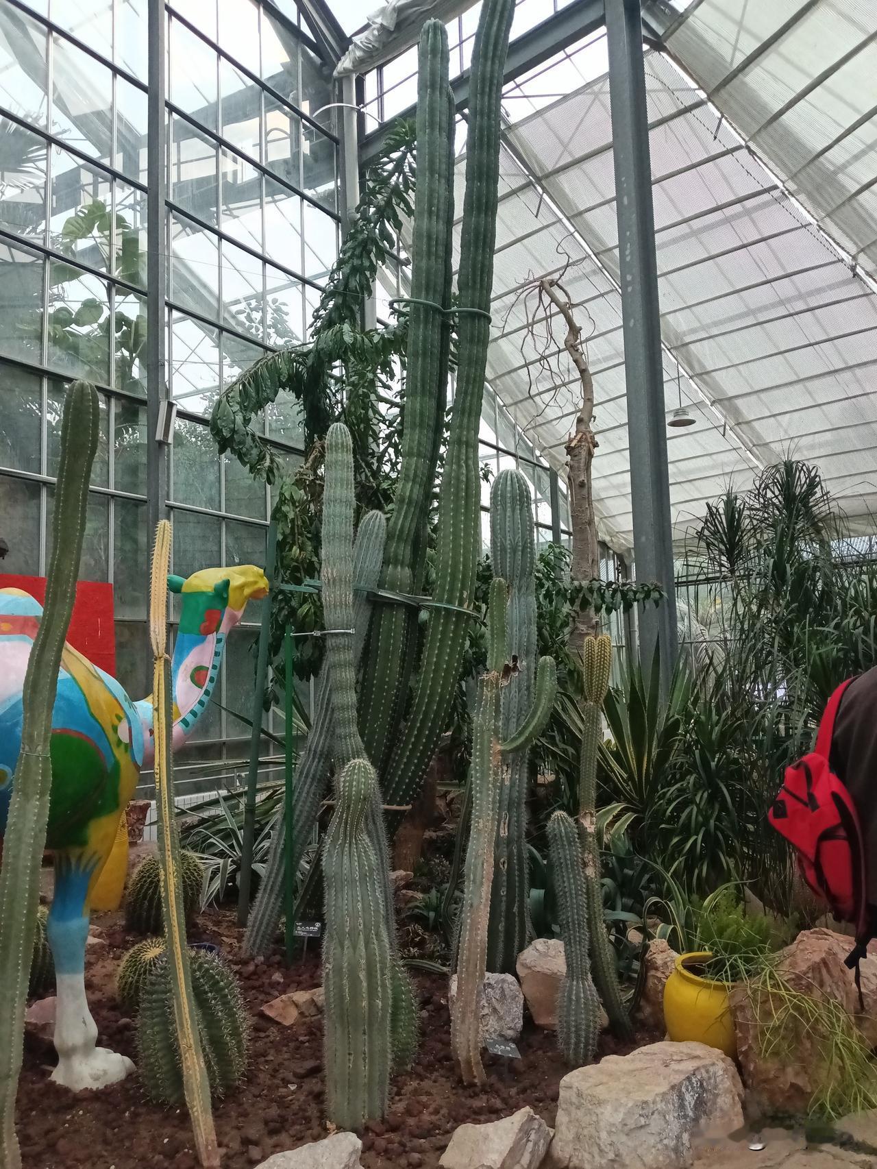 在植物园里，看见大自然的植物许多多，但让人最吸引眼球的二十米高的仙人掌！
过了几