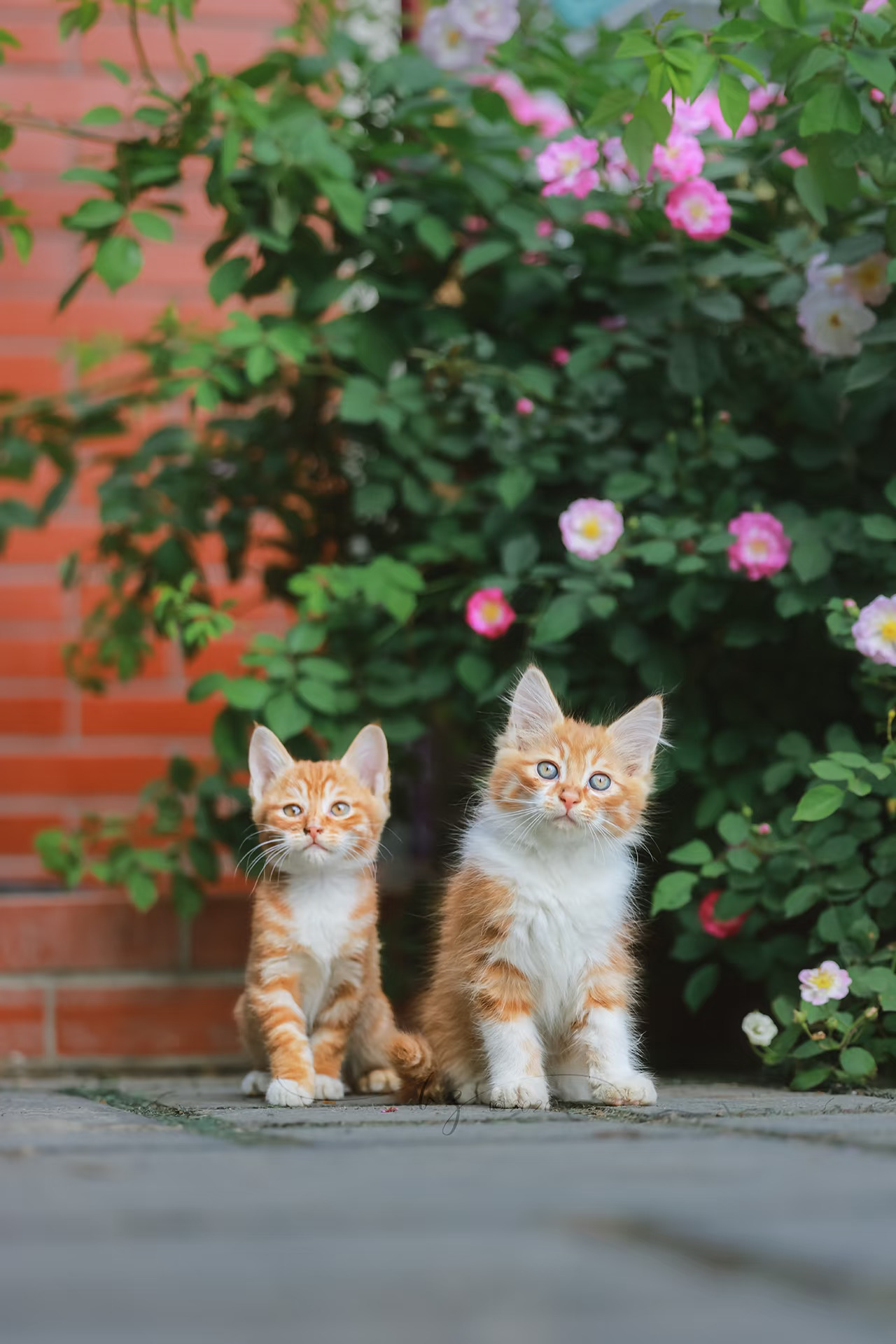 这么会拍照的小猫谁顶得住哇！