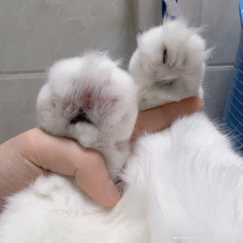 不丢小脚一大一小的小丢丢😺 