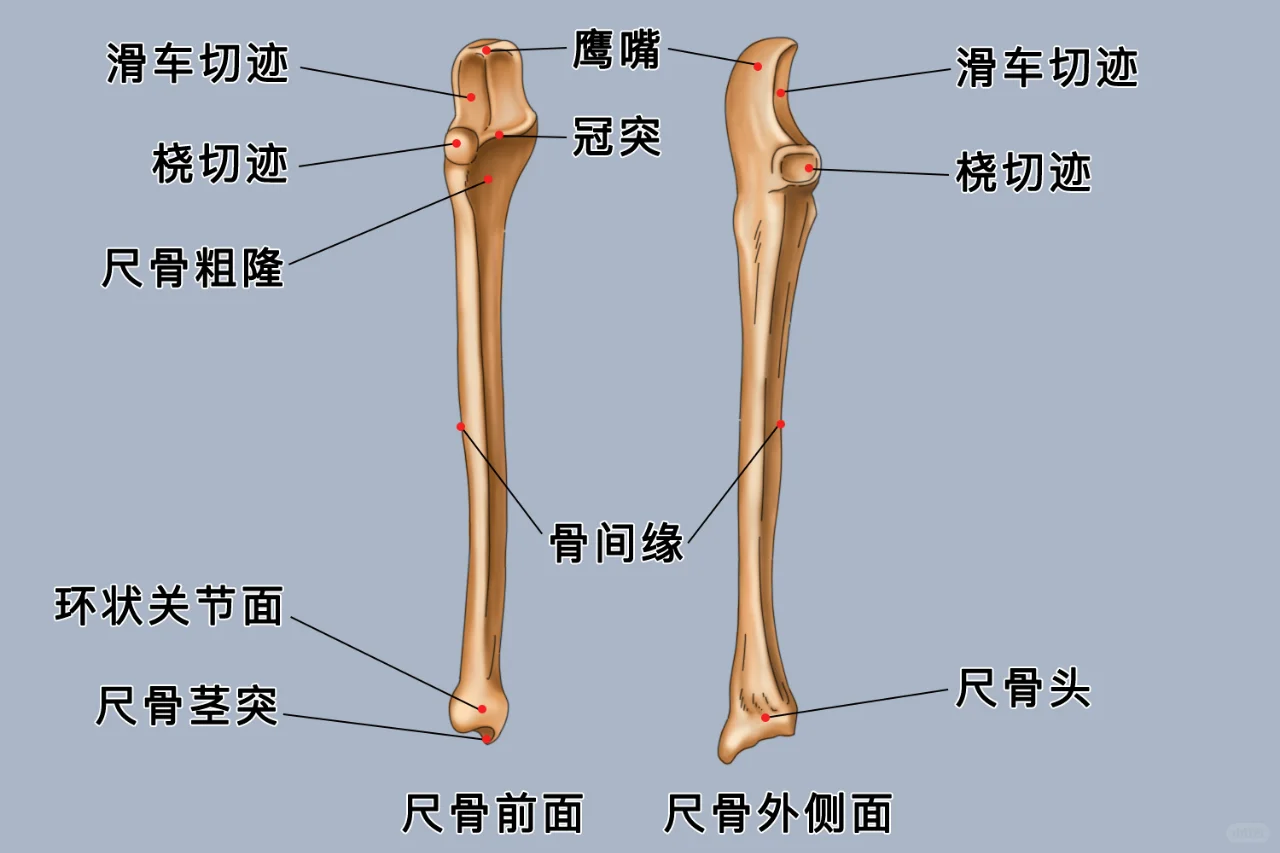 尺桡骨解剖图