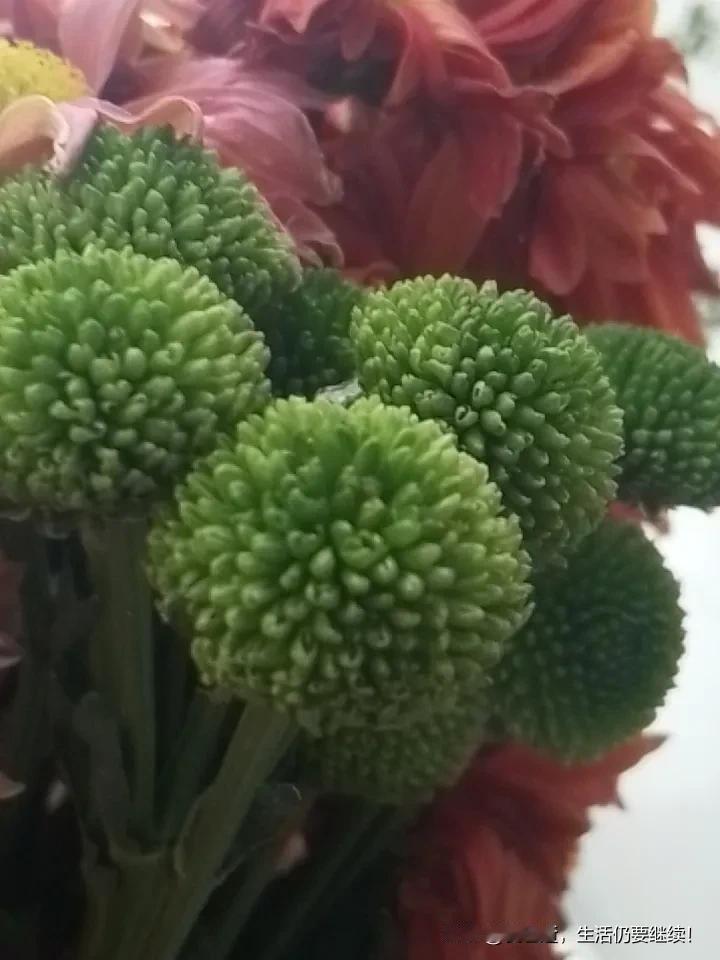 分享一组菊花图片和名称绿色菊花真的很美丽，很好看也很特，现在樱花也开了，明天分享