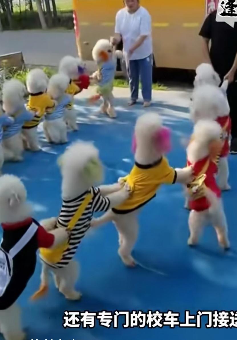 好可爱，这是狗狗幼儿园，它们听话，一个个坐的板板正正的。[大笑]
还以为是Ai生