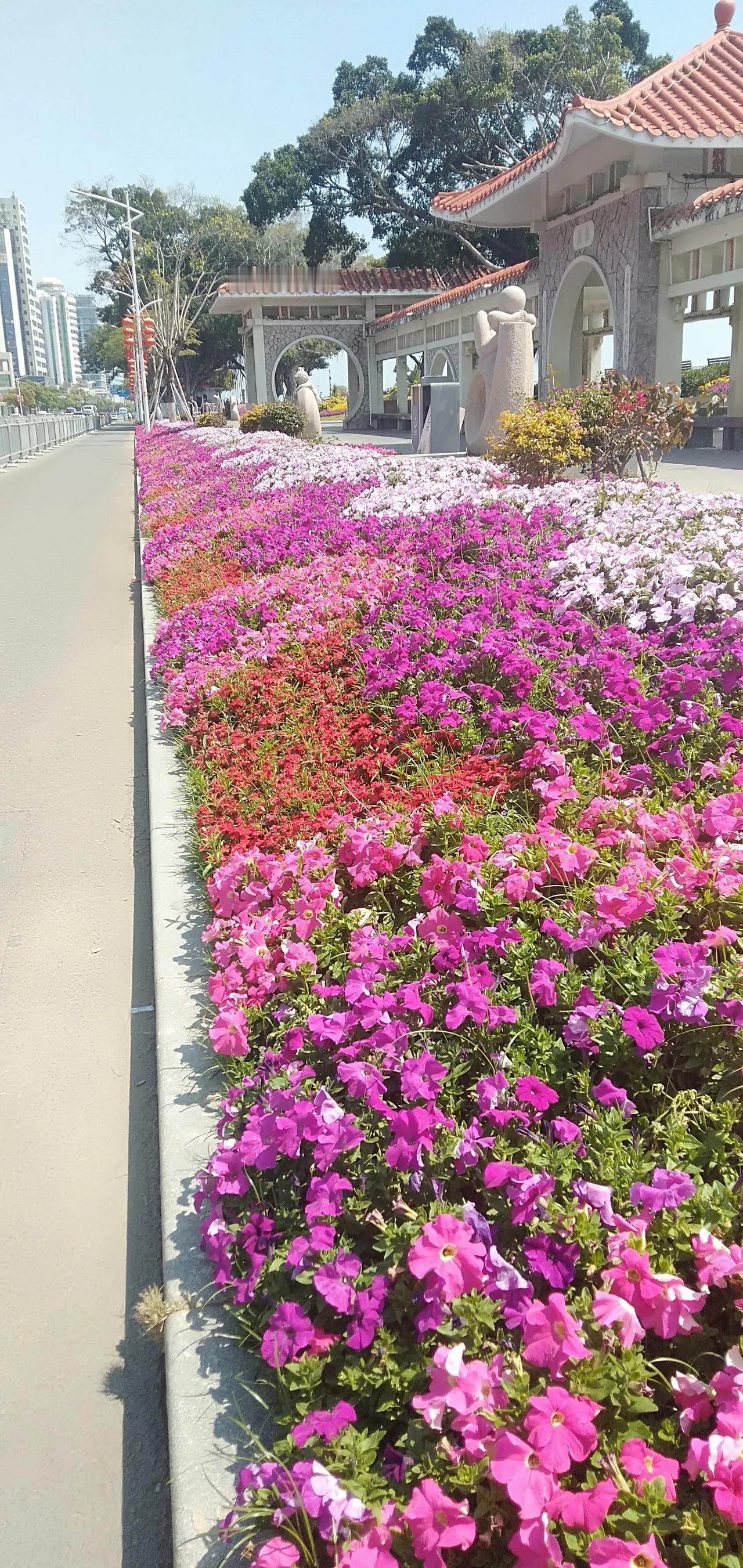 开满鲜花的汕头海滨路。
