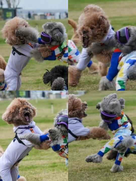 摇粒绒草地抢球大战