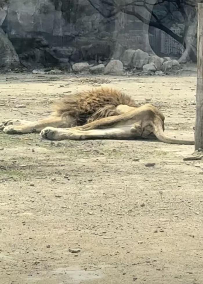 近日，有网民在网络平台发布短视频称，辽宁省本溪市动植物园一狮子被饿成“纸片”，4