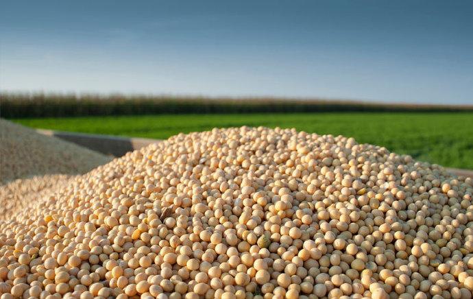 外交部记者会上，有外媒提到，中国在新一季首次从美国采购大豆，而此前一个月进口为零