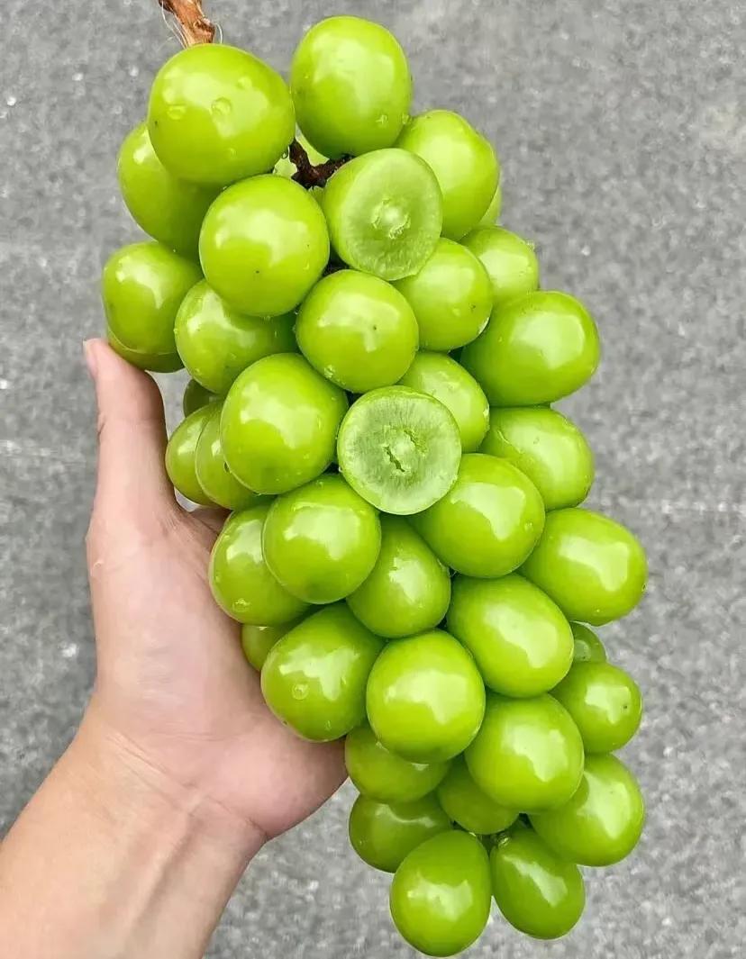 这样的“阳光玫瑰”你敢吃吗?
阳光玫瑰是最近两年葡萄界的新品种，它个大饱满，而且