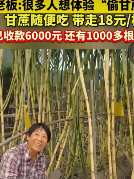 绍兴大叔“敢让游客偷甘蔗”？藏着生意困局里的暖招
 浙江绍兴新昌县的深秋，暮色刚