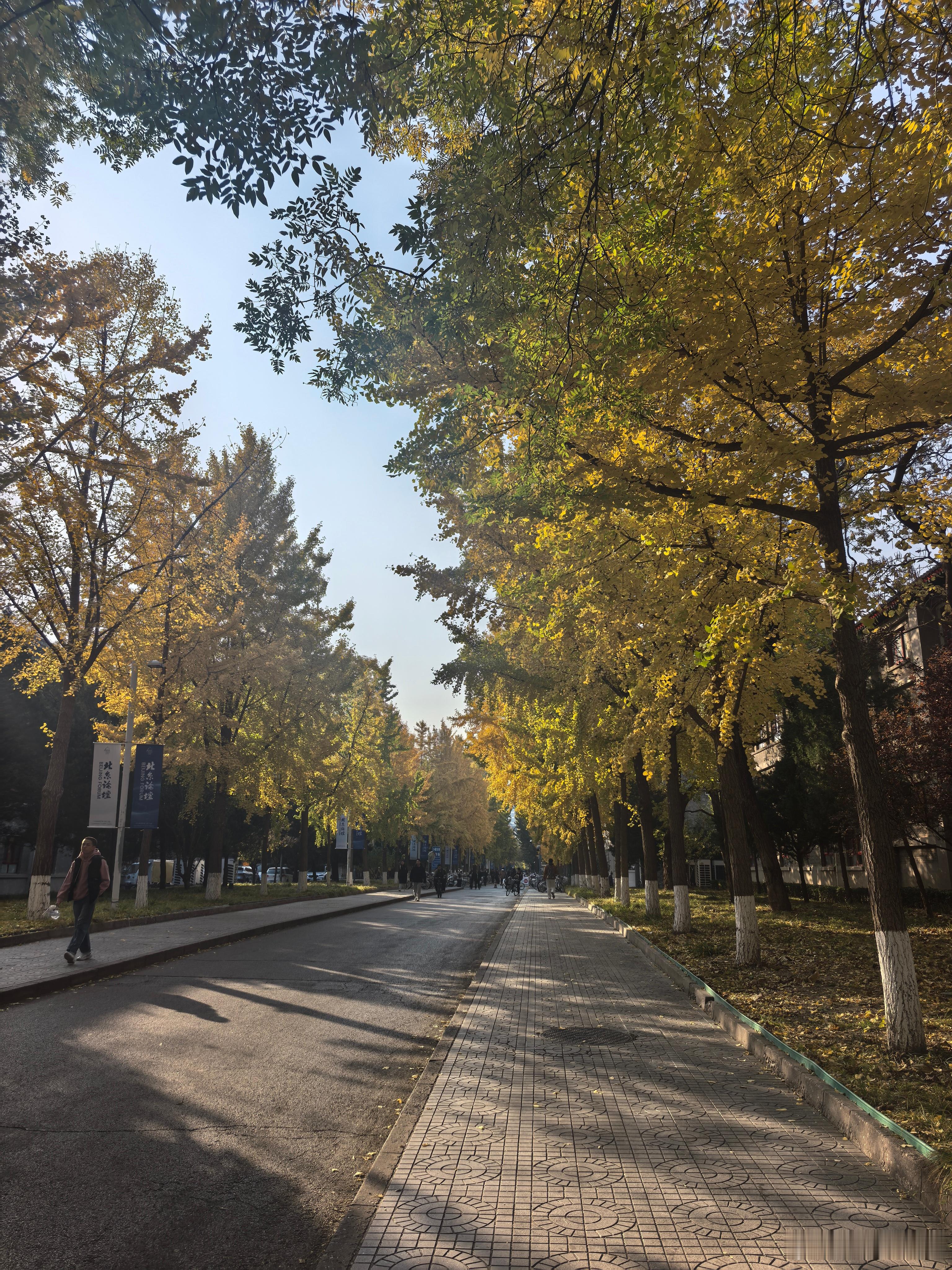 北京的叶子到了最美的时候了  ​​​