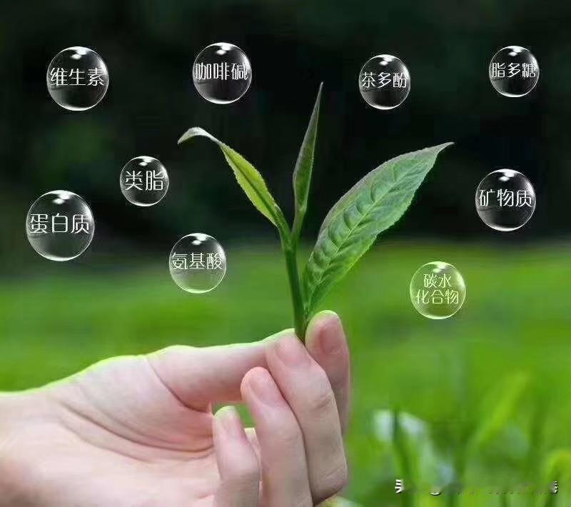 生命是树叶，绿了枯了，必然；青春是鲜花，开了谢了，天然；金钱是列车，进了出了，淡