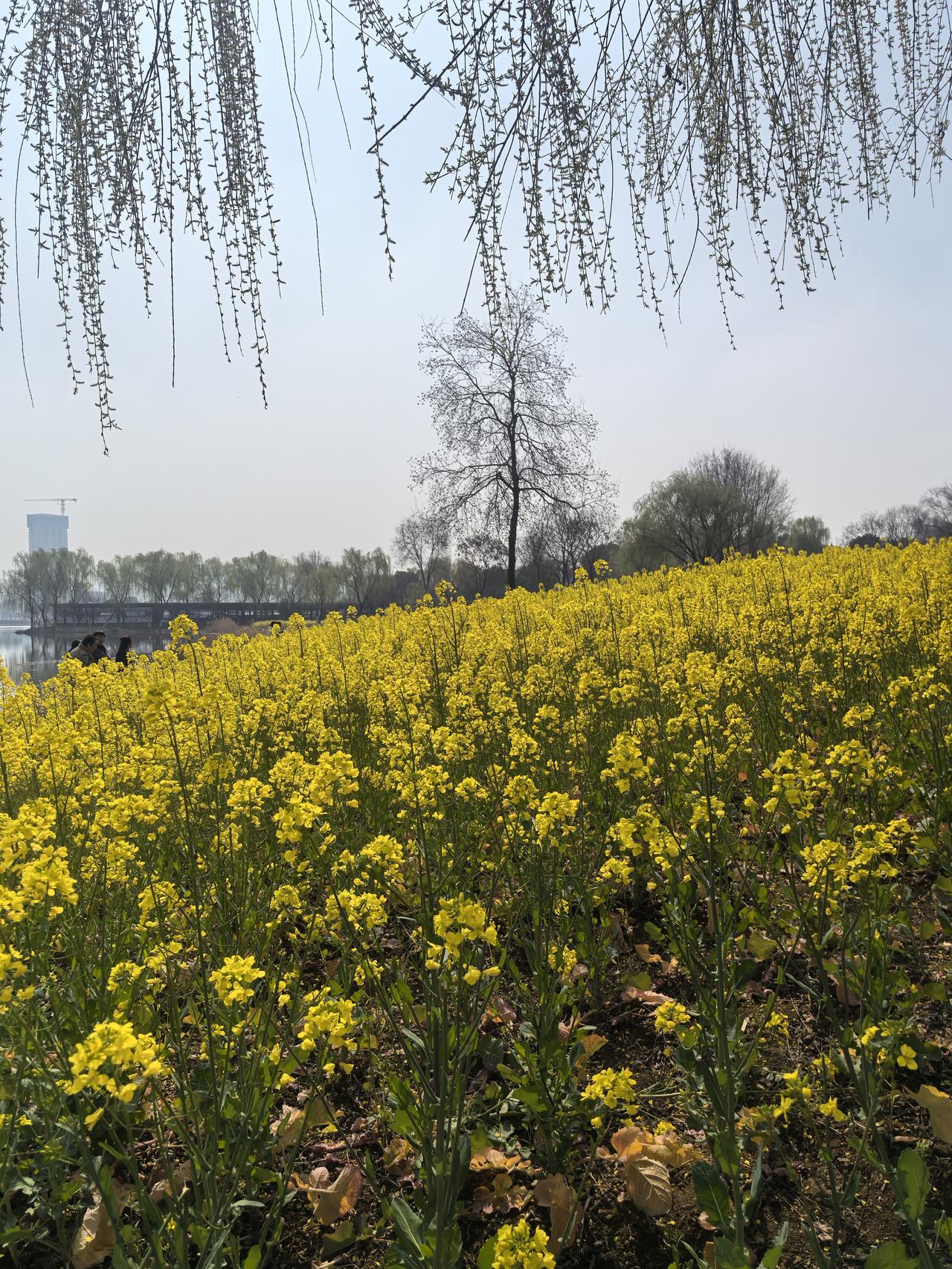 春日生活打卡季