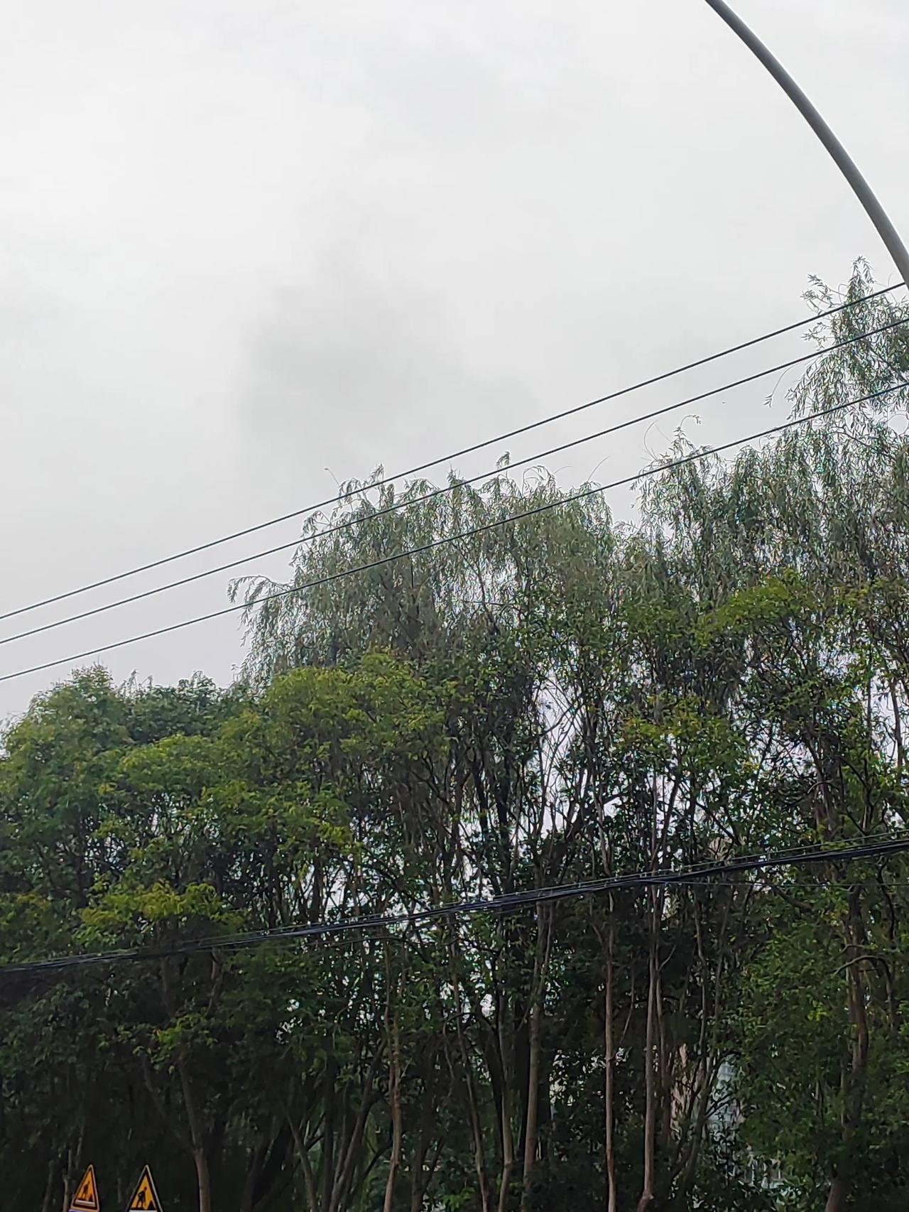 #秋日生活打卡季#
霏霏秋雨飘
层层黄叶褪
片片枫叶情
朵朵金花落
秋天，总让人