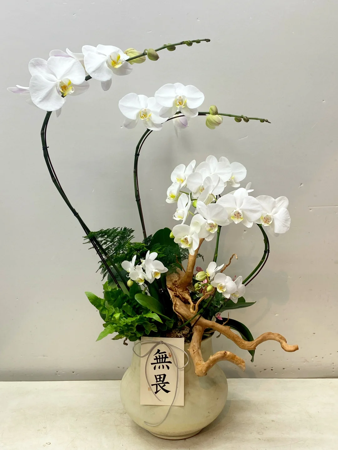 每日做一款与众不同的兰花No.304