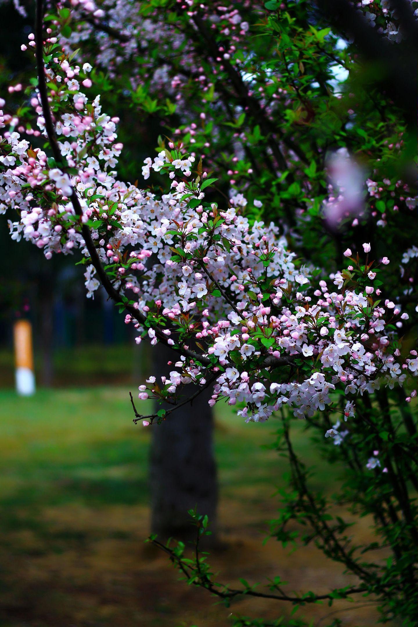 小菌 早朋友们春天的温柔，长满了枝头 