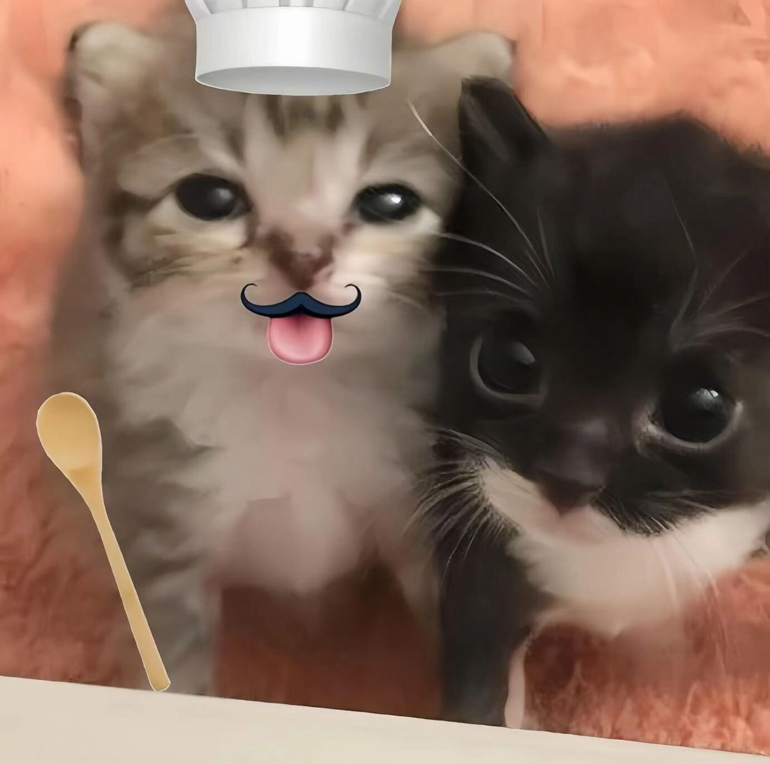这么可爱的小猫情侣头像哪里找呀猫猫 无水印 萌物 