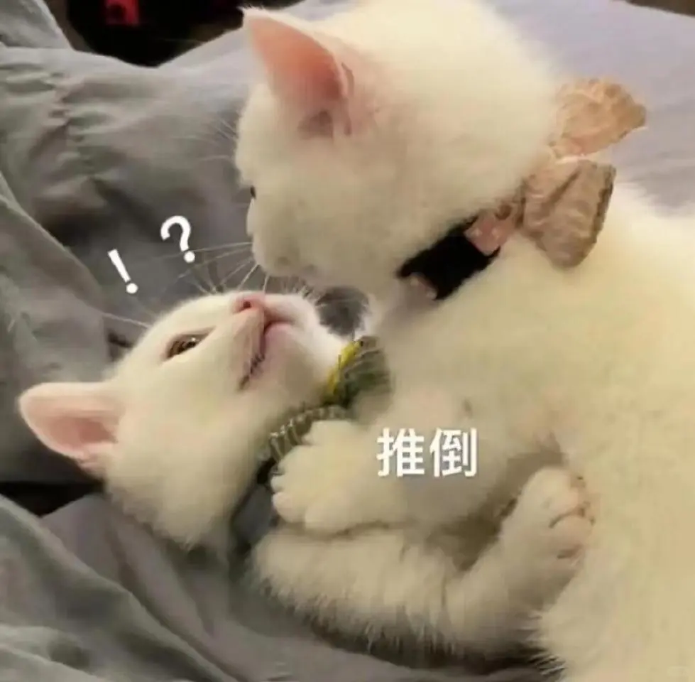 𝙎𝙝𝙖𝙧𝙚 ⚪️ 甜甜的猫系恋爱