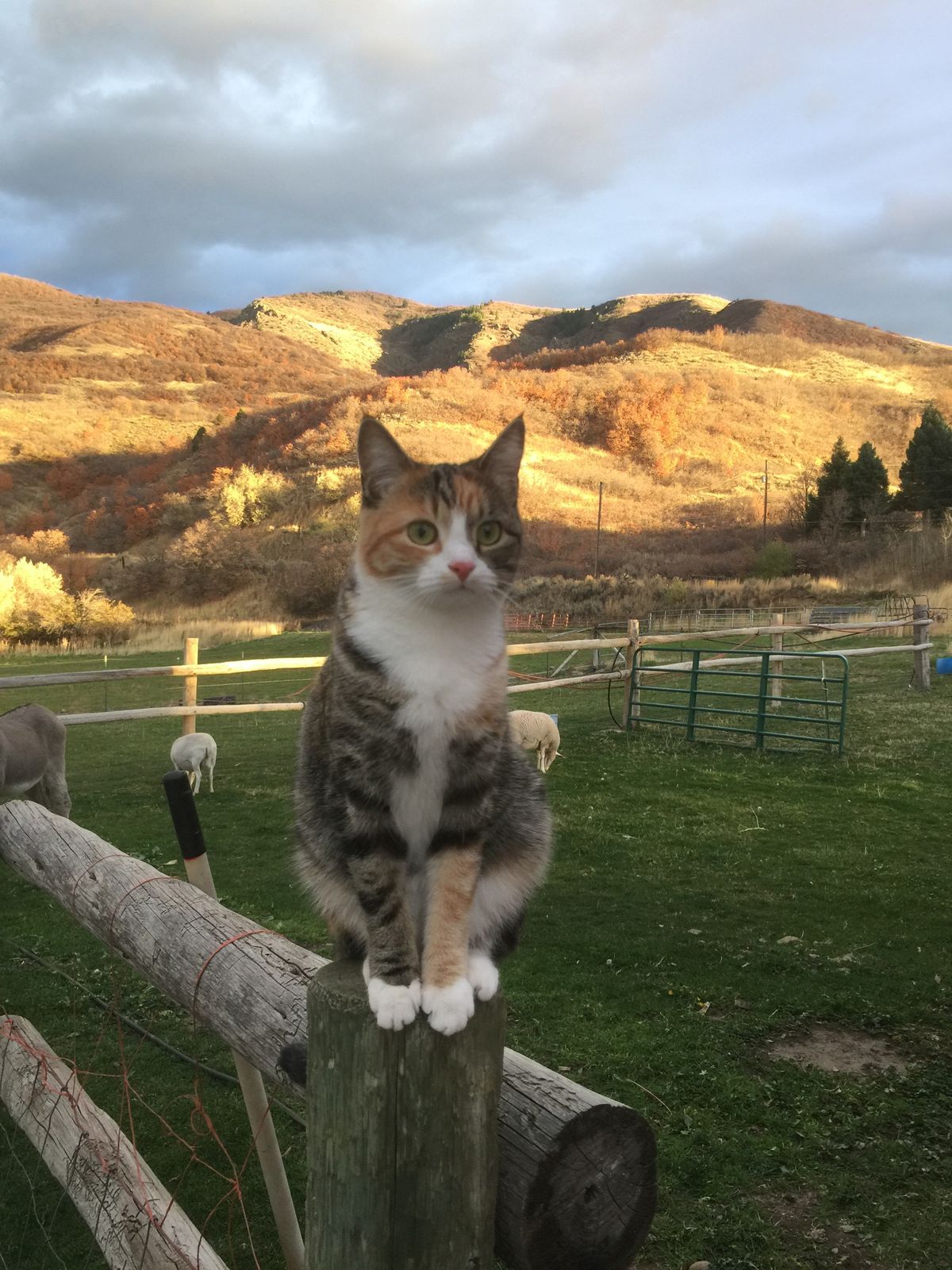 猫咪：少与人纠缠，多看看大自然 