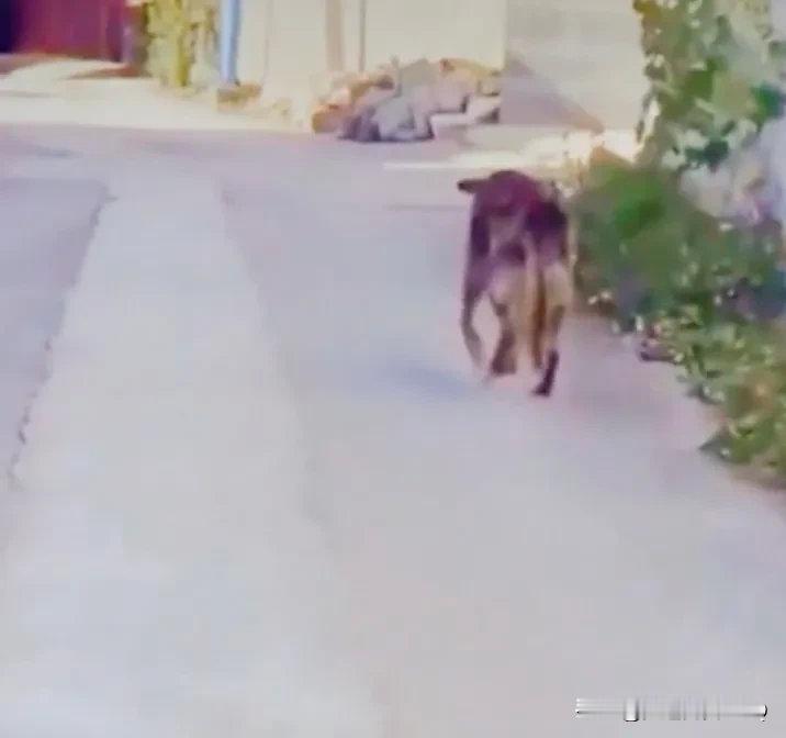 养了16年的狗狗临终前离家，想自己找个地方离世。主人一路跟随轻声的呼唤着狗狗，狗