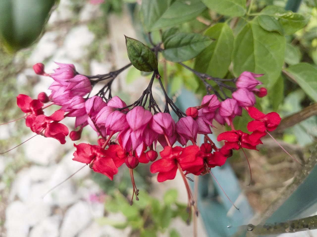 上联：保定钓鱼岛
下联：抚顺攀枝花

【手记】“抚”对“保”，“顺”对“定”，词