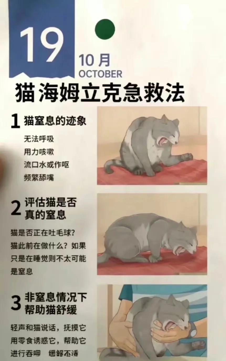 『猫咪急救知识』关于猫咪窒息急救方法 ​​​[灵光一闪][来看我]#养猫点滴分享