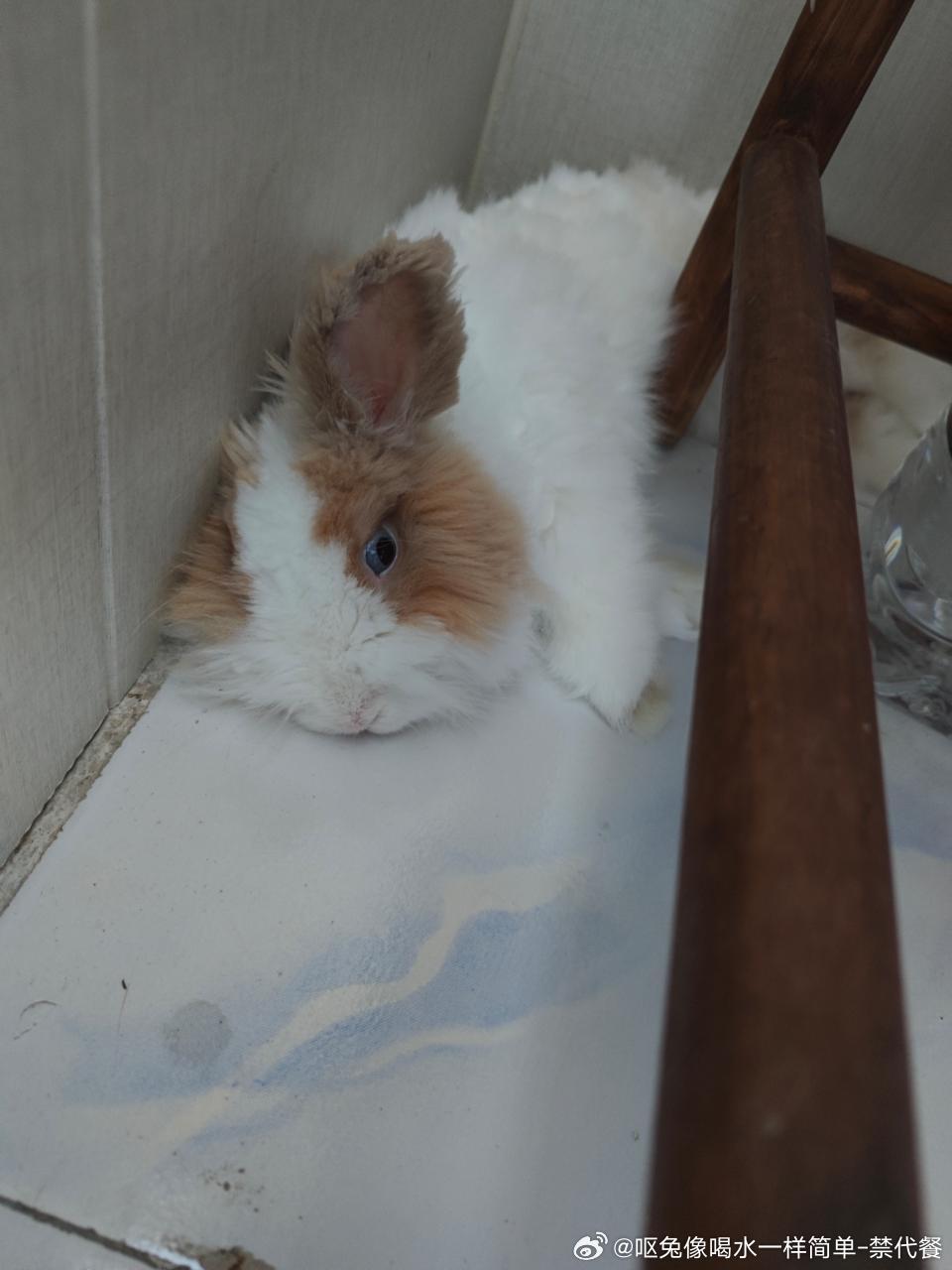 15040🐇【丑狗】心灵更丑 ​​​