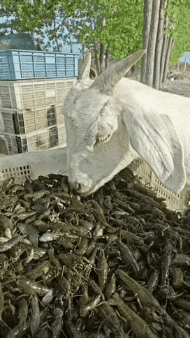 如此新鲜的小龙虾，谁能拒绝呢？