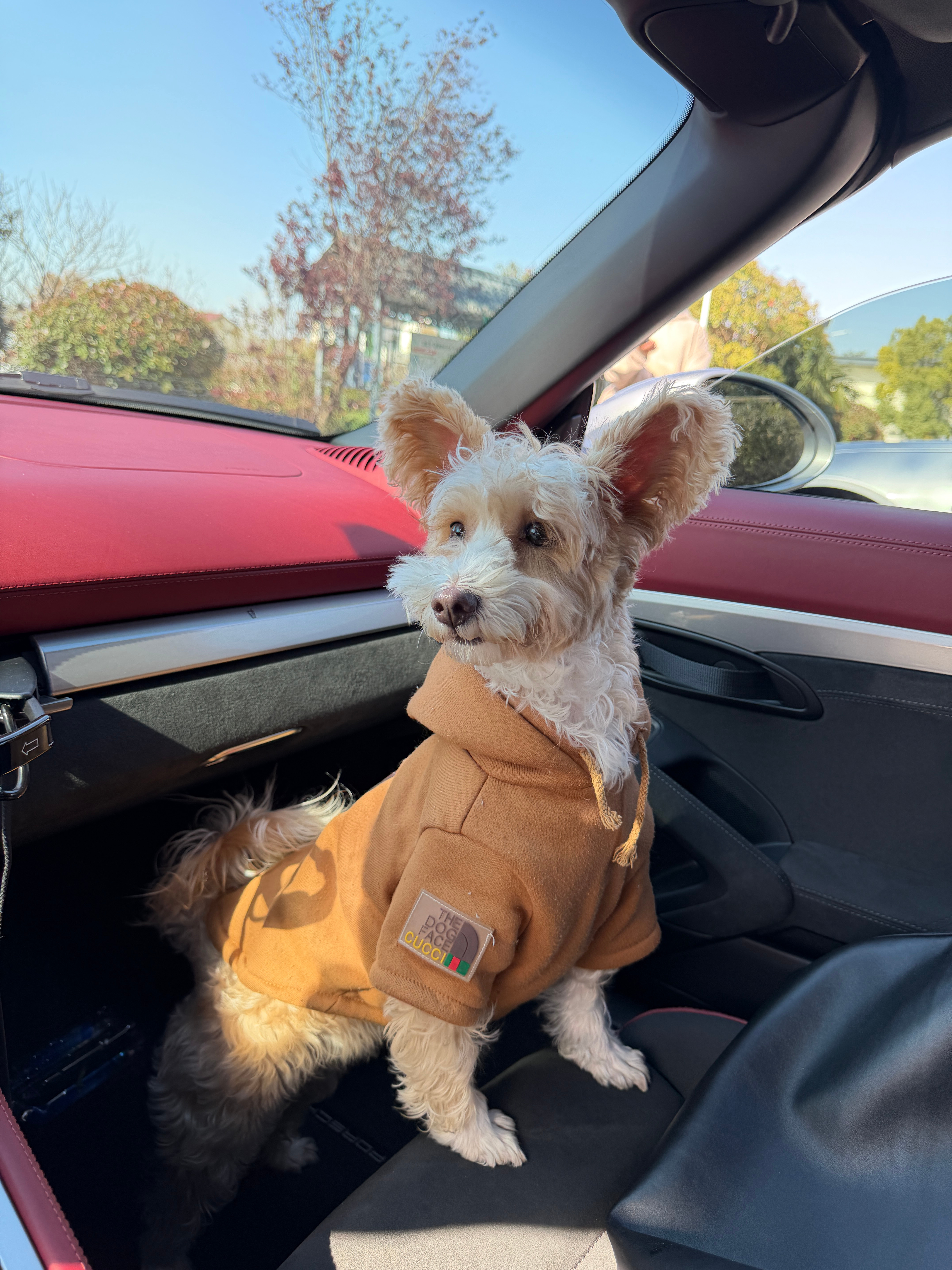 今日份副驾 同事家的小狗 