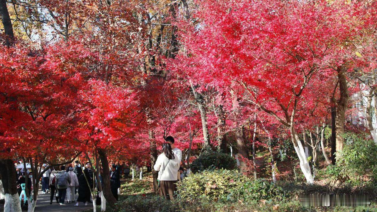 南京栖霞山的红叶已经进入最佳观赏期，满山遍野的枫叶呈现出鹅黄、淡红、粉红、深红等