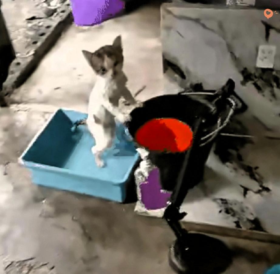 收养的流浪猫洗澡时，我回屋拿毛巾，本以为它会趁机溜走，没想到它竟扶着水桶乖乖等我