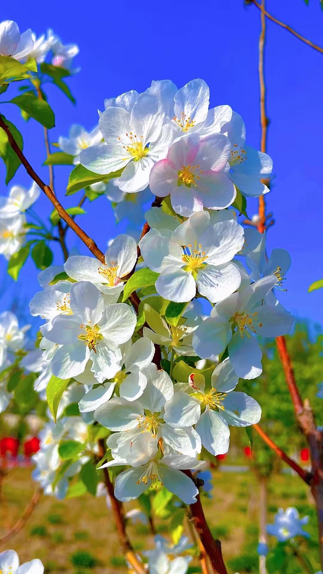 梨花
不必开得轰轰烈烈
你只需一身素白
便把人间三月
染成了清浅的诗行
 
风来