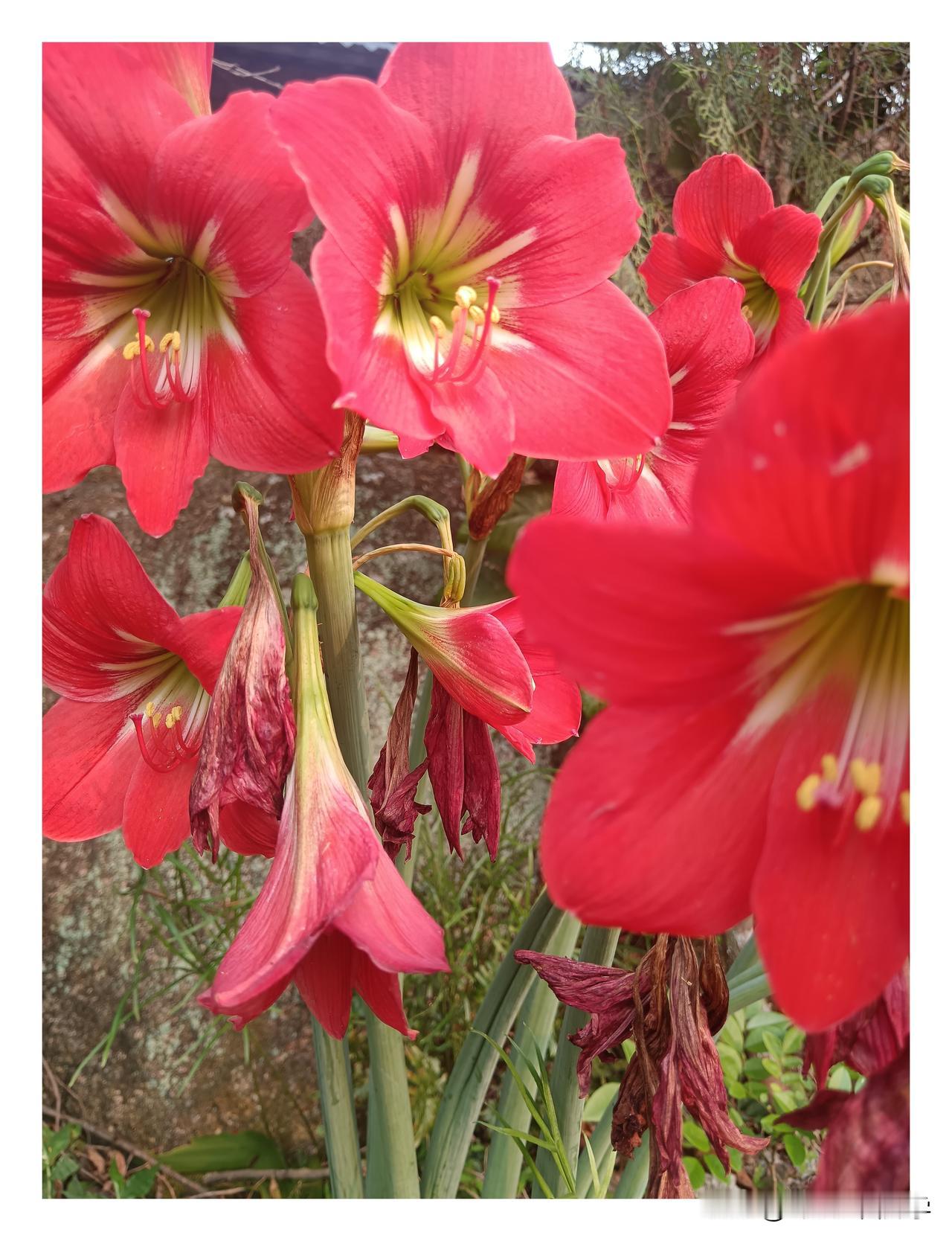 在我们这里，这种花很多，红彤彤的。