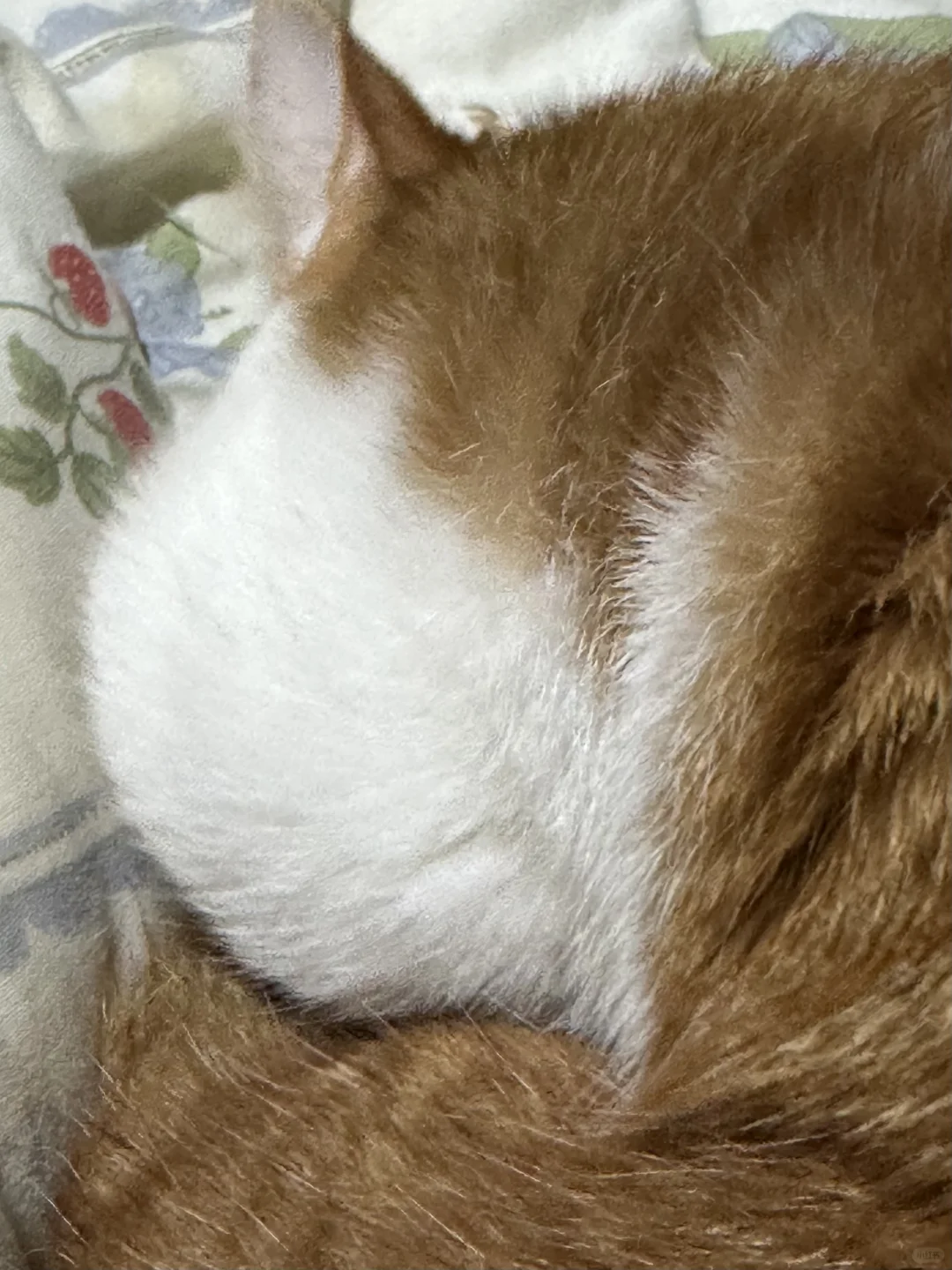 蜡笔小猫和撸串馋猫