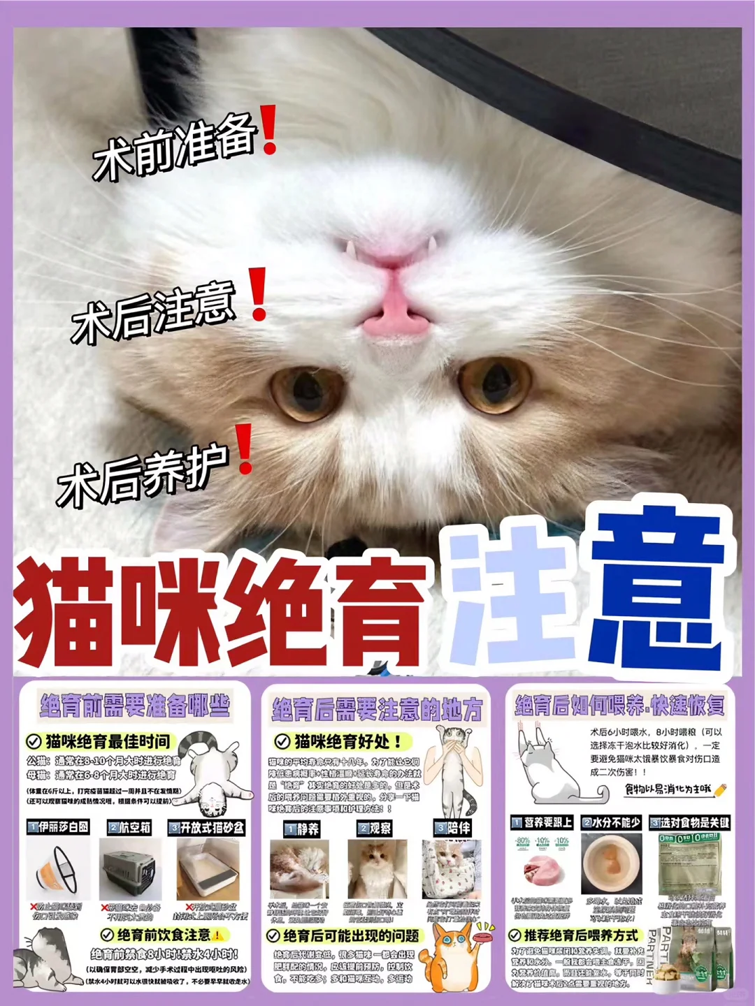 建议猫咪绝育的家长先康康这篇|新手养猫