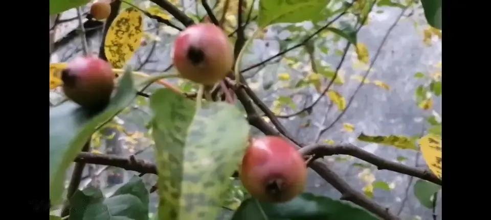 海棠果红颂周公，
五十春秋壮志成。
嘉湖伟业仍接力
万载千代镌忠铭。