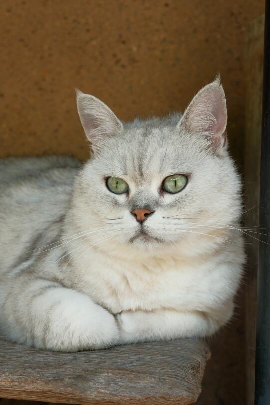 一只端庄的兔子猫
