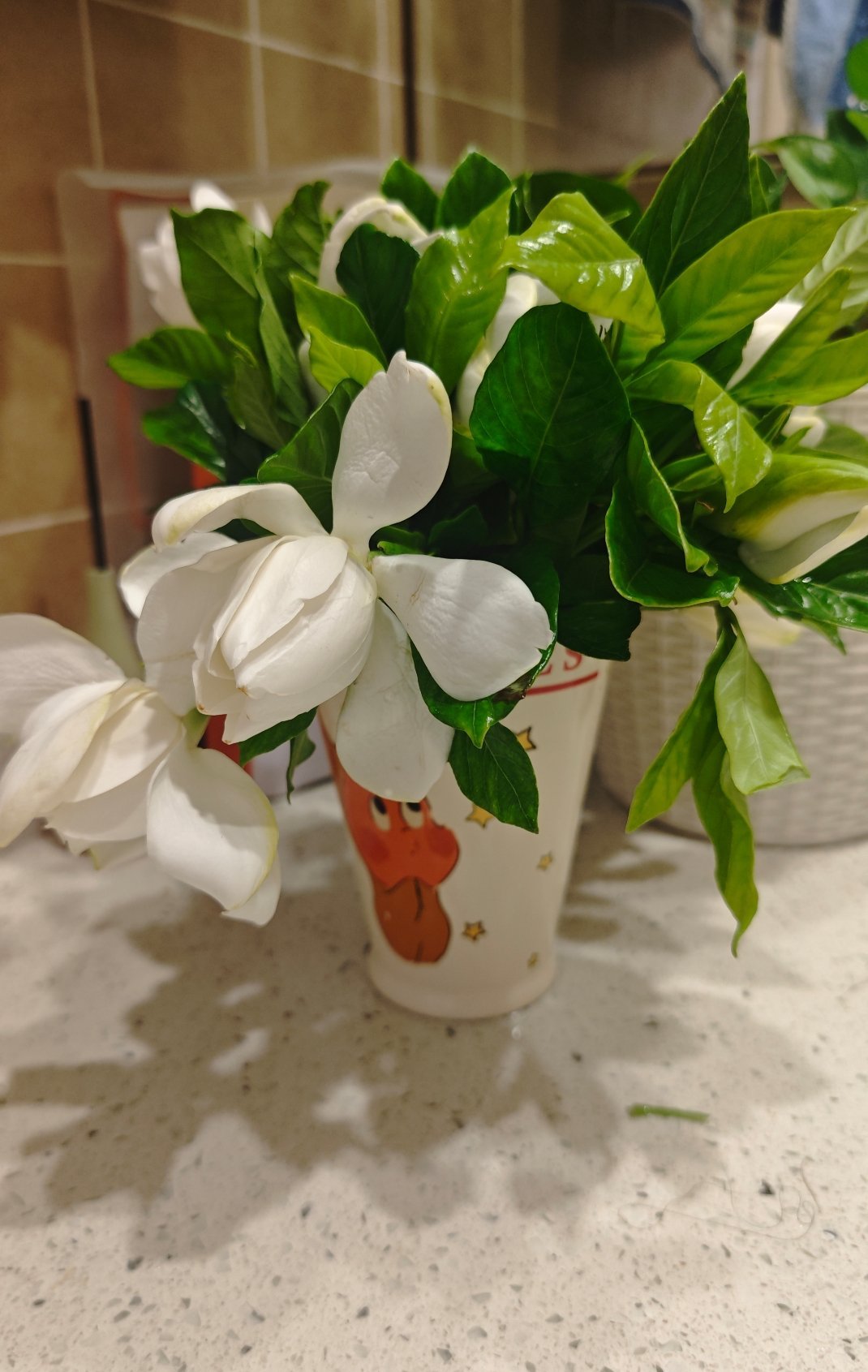 栀子花叶子又大又油亮花瓣也大香味也浓也不腻人舒舒坦坦地把自己的美和香展示给这个世