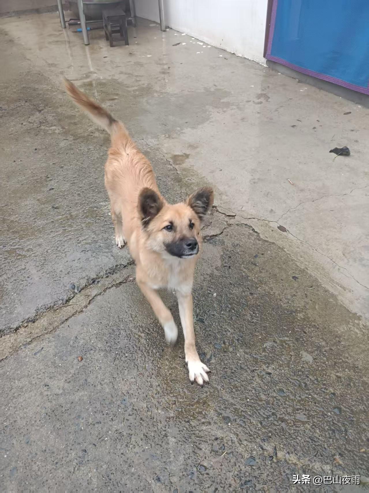 谁懂啊！咱中华田园犬真的太招人疼了！就像这只小黄，眼神里全是真诚，摇着尾巴朝你跑