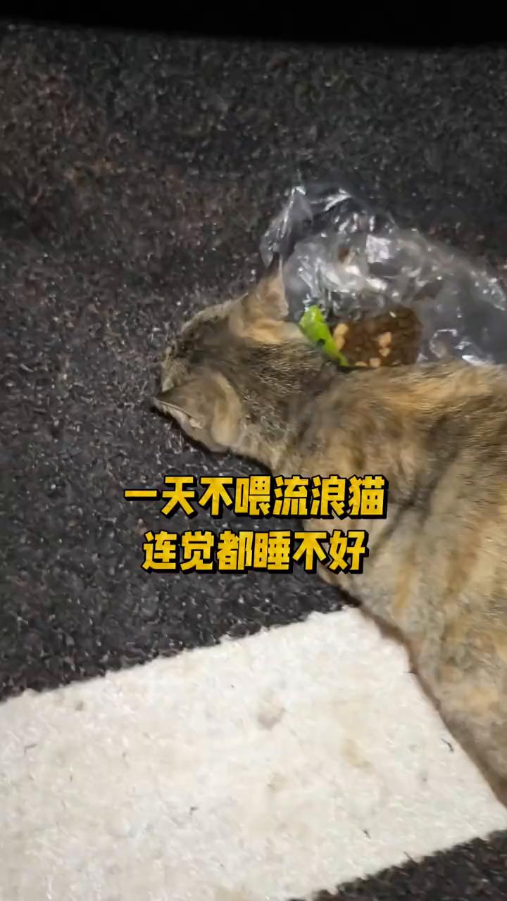 一天不喂流浪猫连觉都睡不好。
喂流浪猫的同路人是不是一天不喂流浪猫就觉得惶疚，饭
