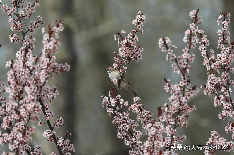 春日生活打卡季 2026年的春天，美得像一首婉约的诗。春深花浓，“春风又绿江南岸