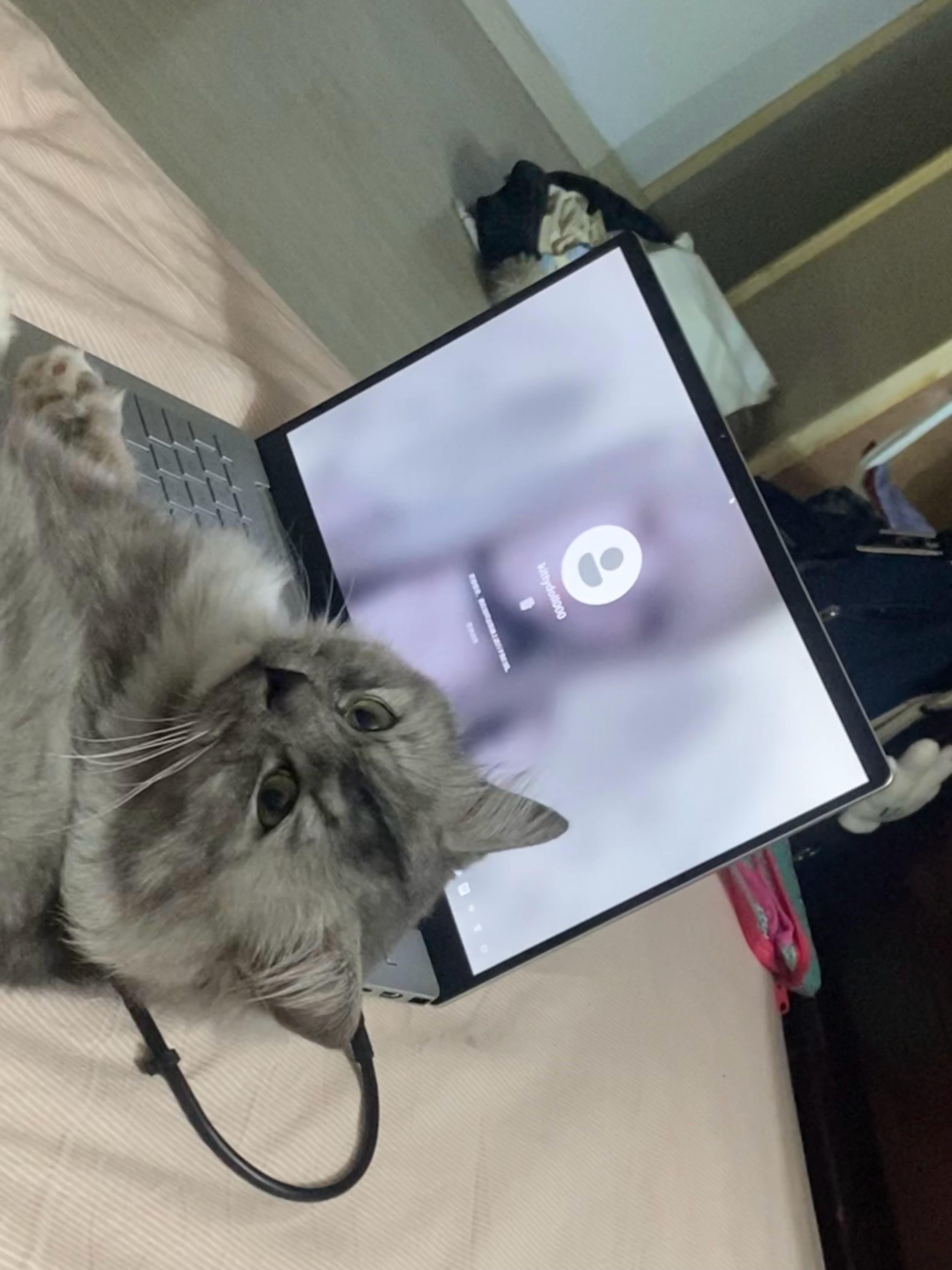 听见夸夸夸的声音 一抬头猫在库库摁键盘 