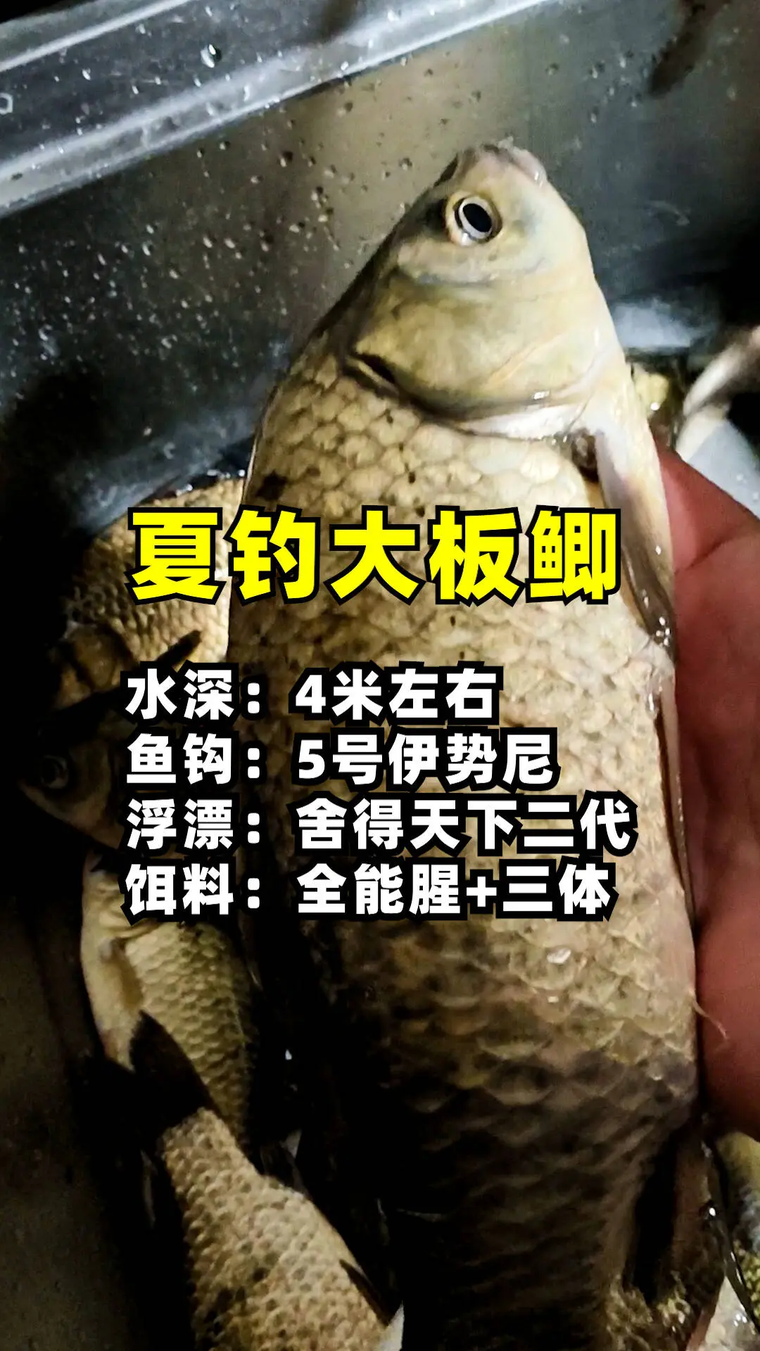 夏天 方法与技巧。鱼钩，5号伊势尼。水深4米左右。 民间艺人舍得天下日...