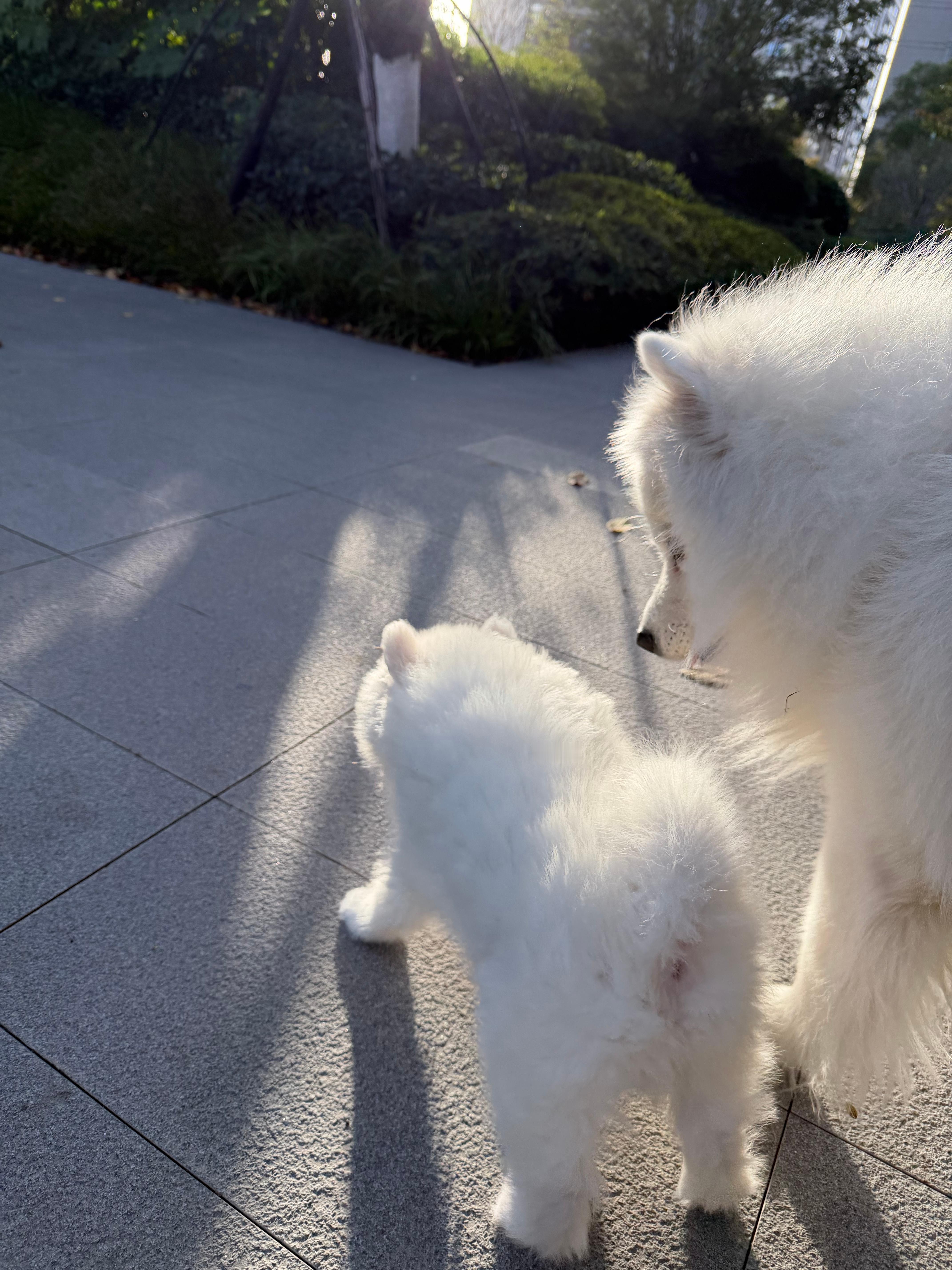 小狗幸福我就幸福 