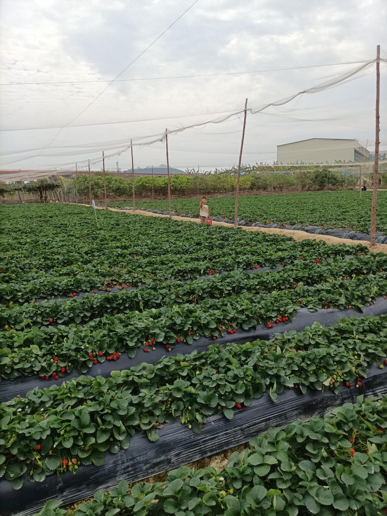 同事的老家是四川大山里的，据他说他来广东快三十年了，没有回去过，也很少和老家的人