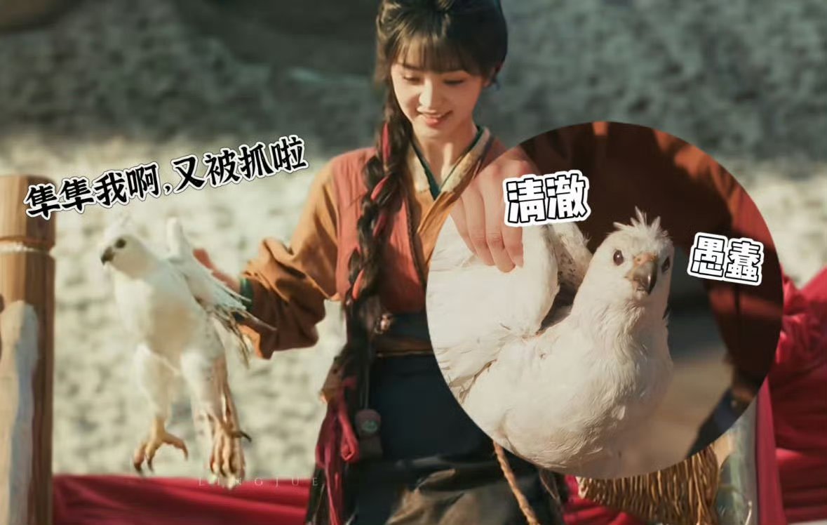 这隼隼是你姐夫微信《逐玉》弹幕也太会玩梗了！谢征说隼会回来，结果真回来了，这隼跟