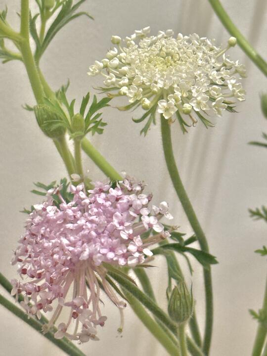 苹果原相机也可拍出的绝美油画滤镜🖼️