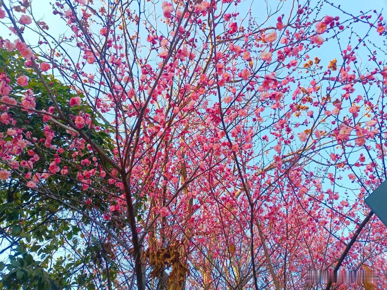 《蛇年吉祥》
 
蛇行瑞岁景光新，紫气东来福满津。
如意祥云萦碧落，吉祥瑞彩绕红